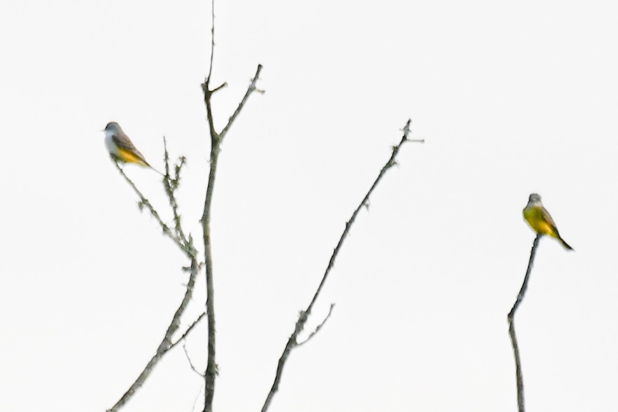 Tyrannus sp. (à ventre jaune) - ML642944146
