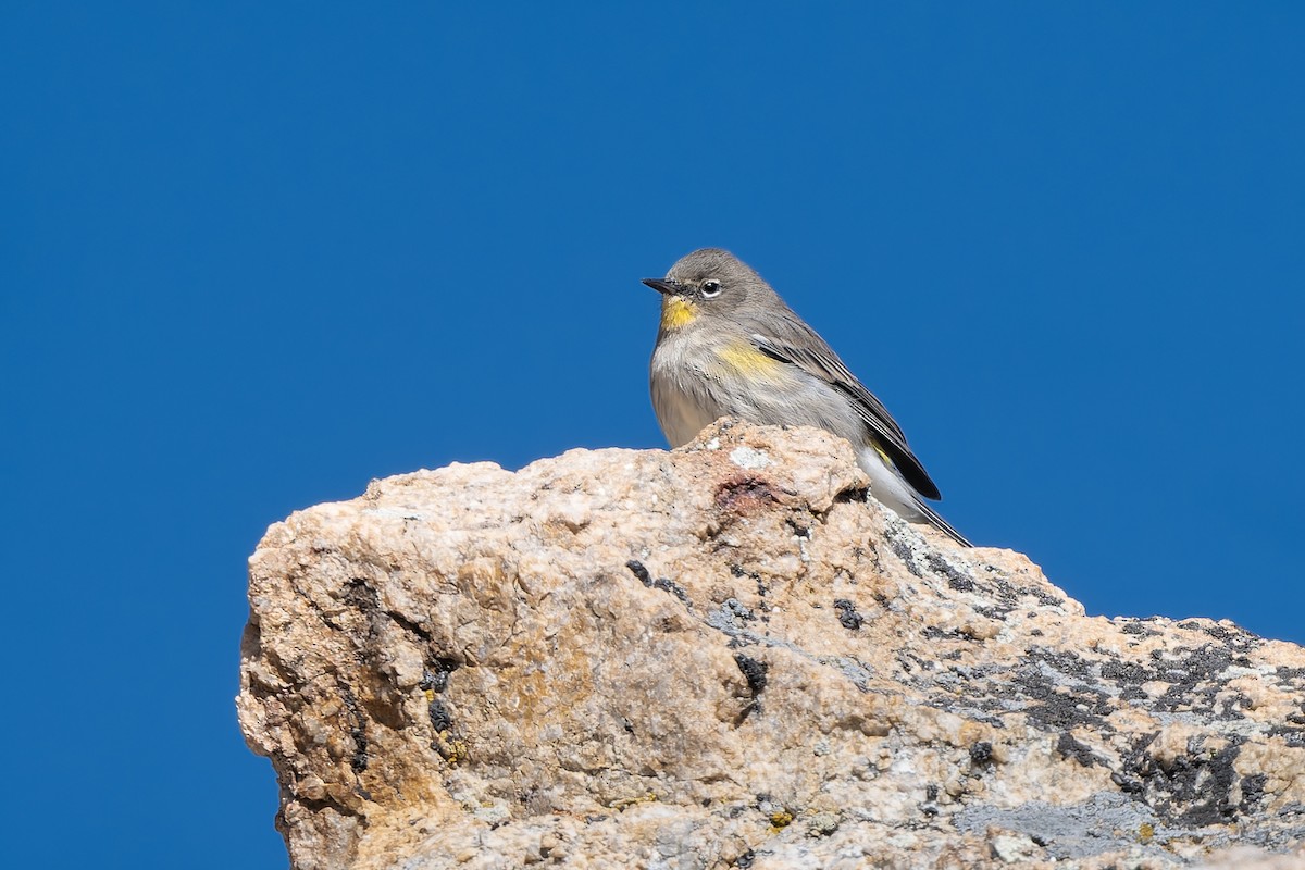 Yellow-rumped Warbler - ML642944181