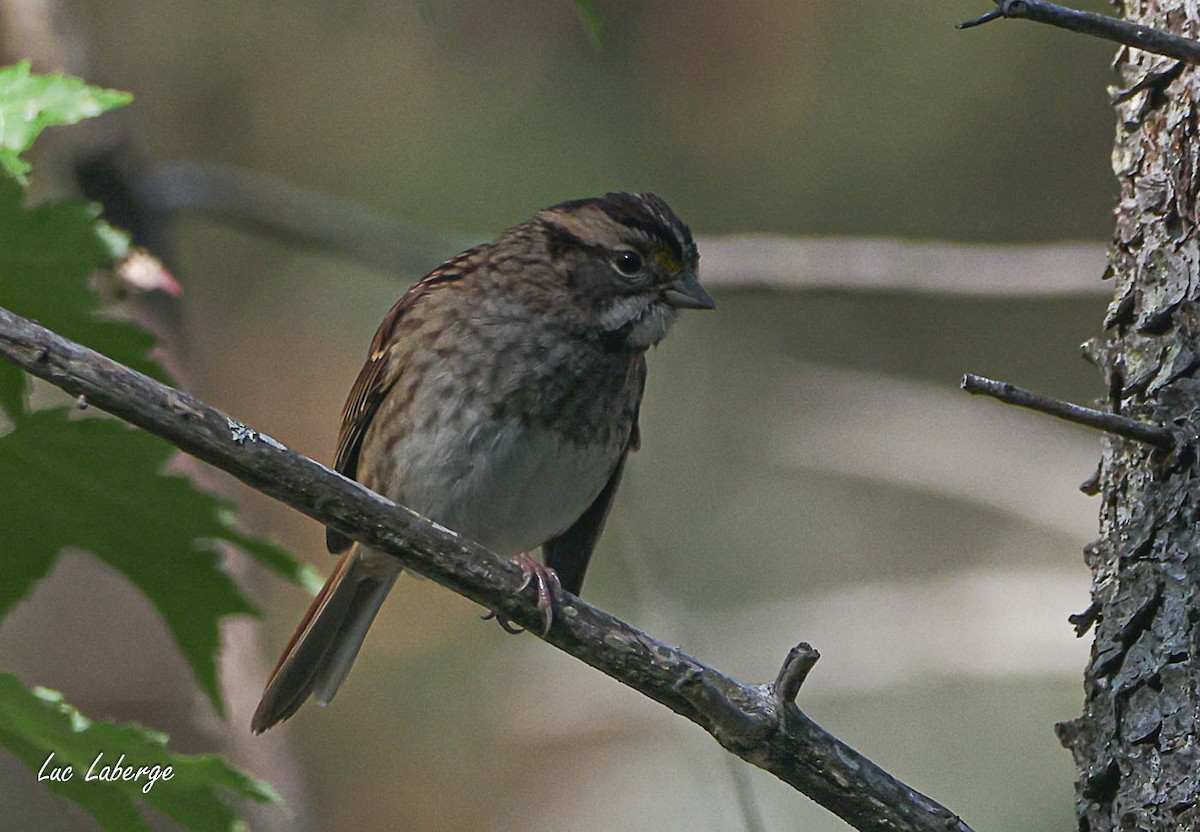 White-throated Sparrow - ML642944200