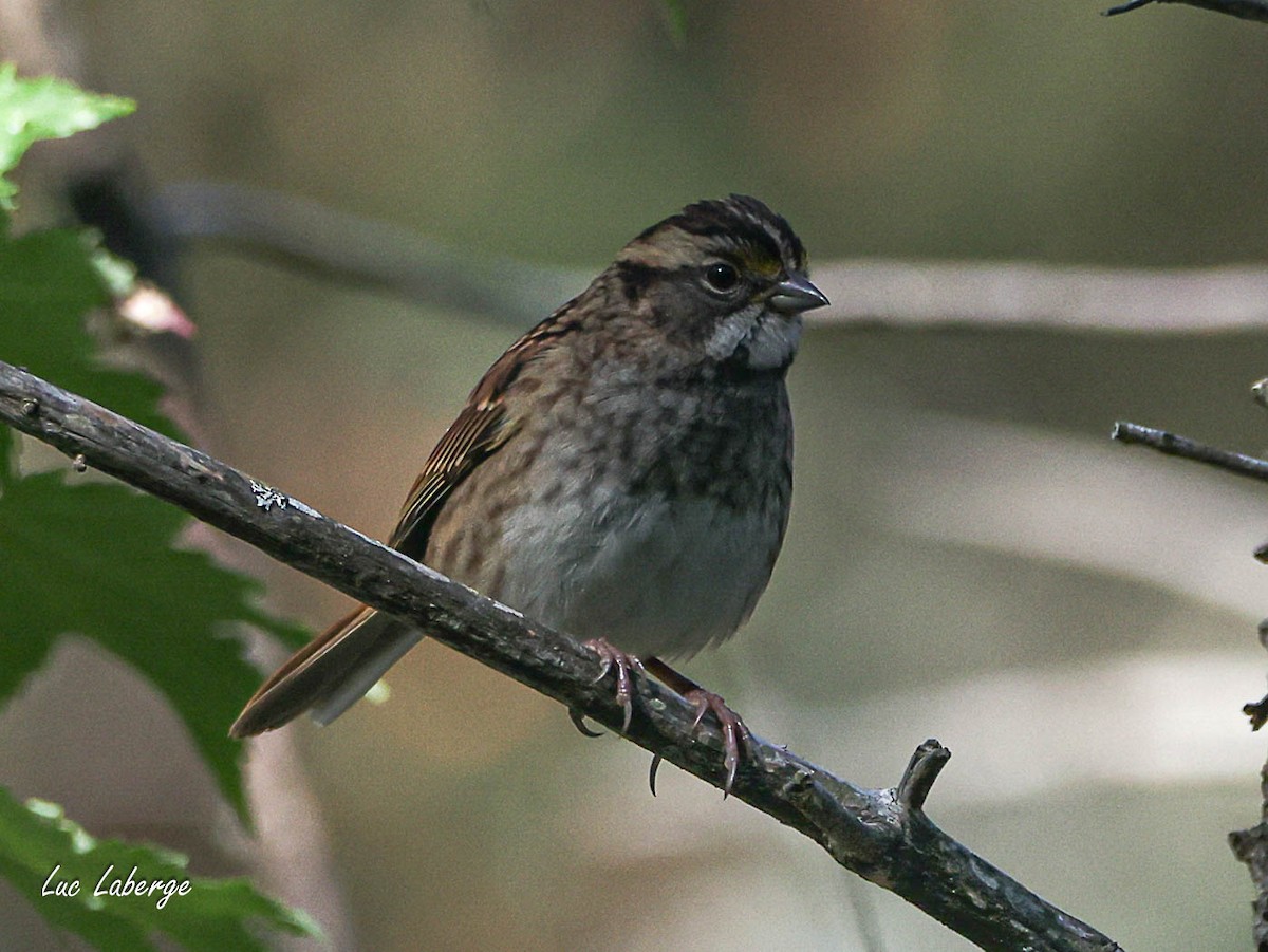 White-throated Sparrow - ML642944201