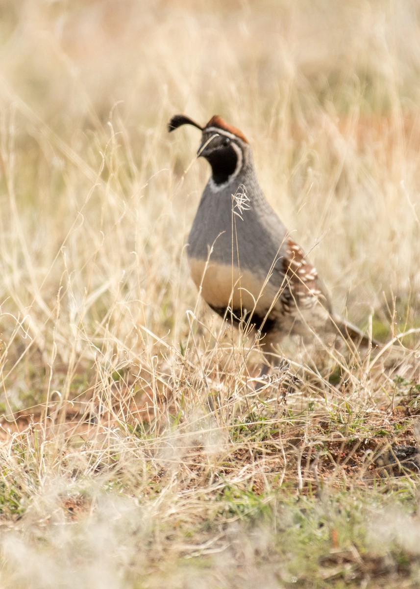 Gambel's Quail - ML642944204