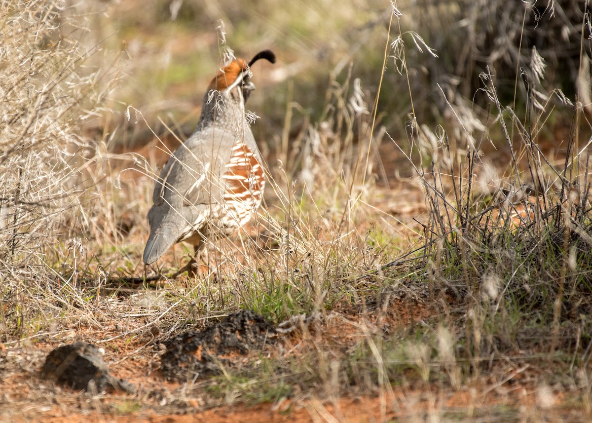 Gambel's Quail - ML642944208