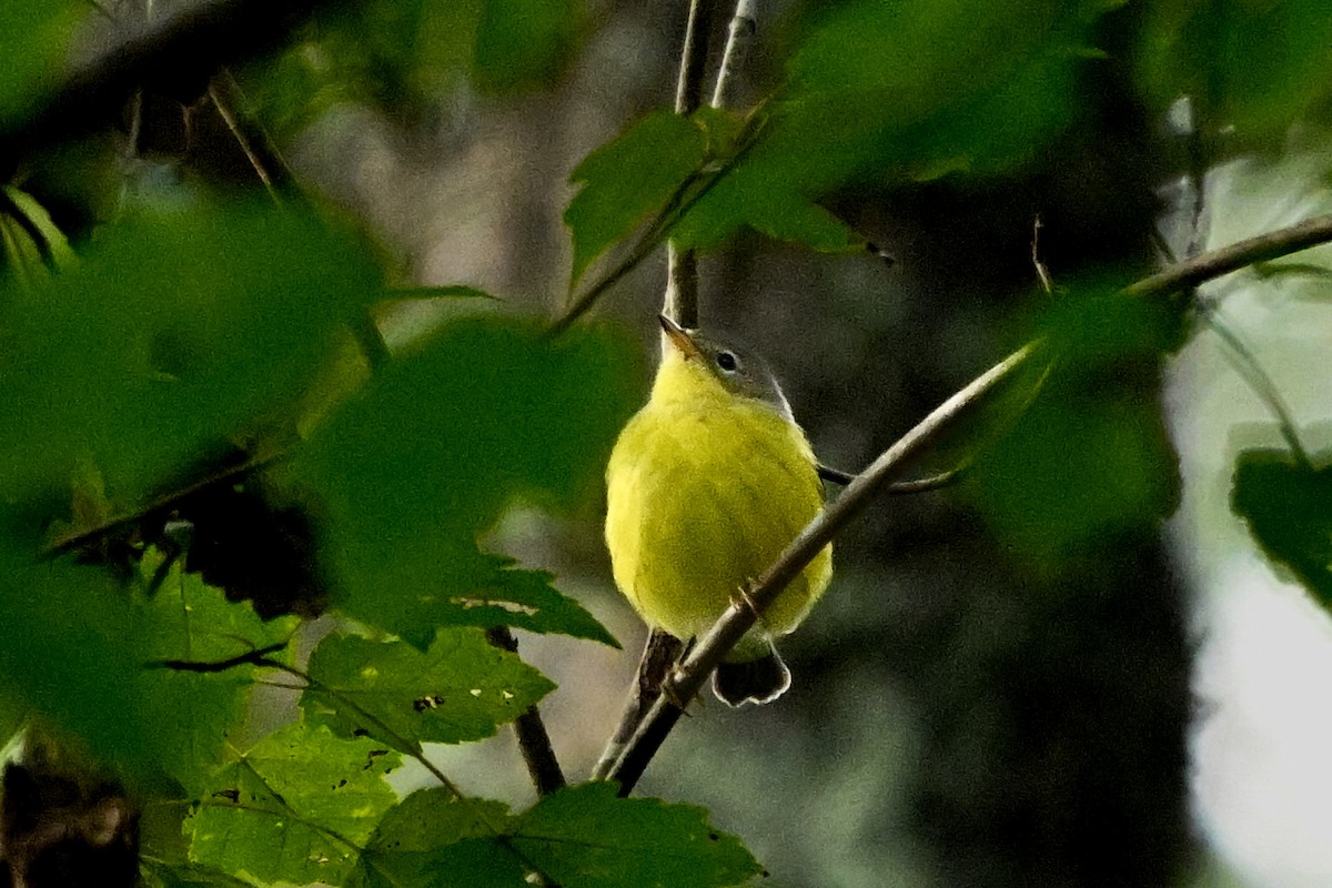 Magnolia Warbler - ML642944222
