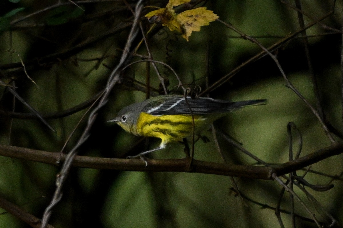 Magnolia Warbler - ML642944223