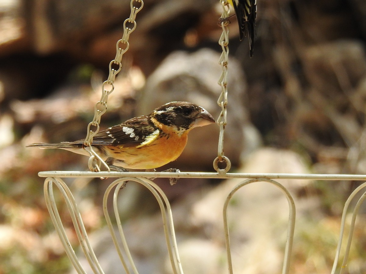 Black-headed Grosbeak - ML642944228