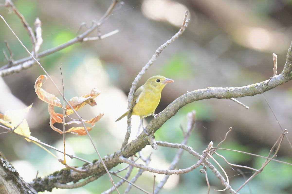 Scarlet Tanager - ML642944231