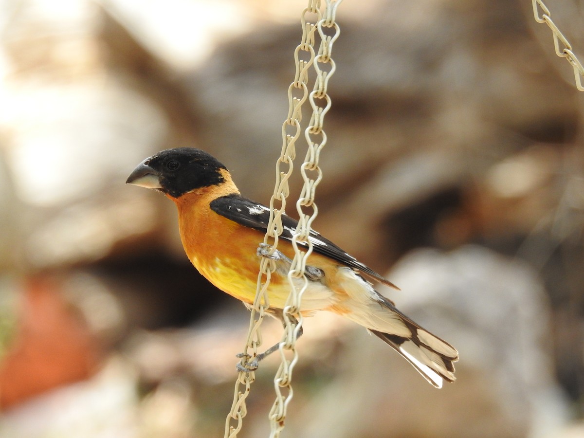 Black-headed Grosbeak - ML642944232