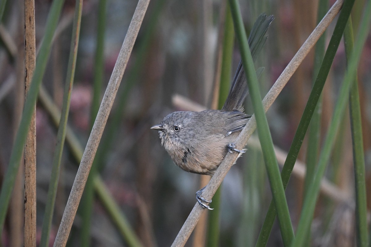 Wrentit - ML642944256