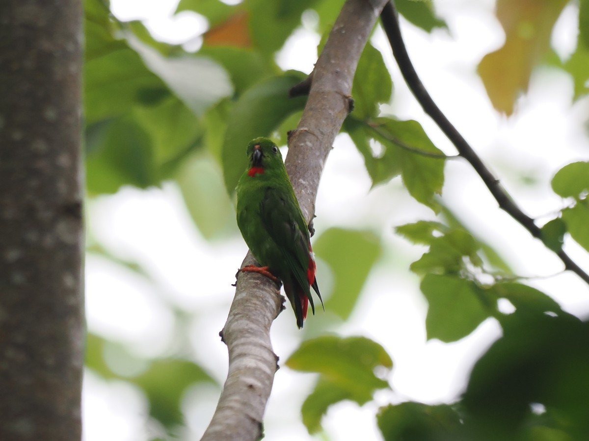 Sangihe Hanging-Parrot - ML642944270