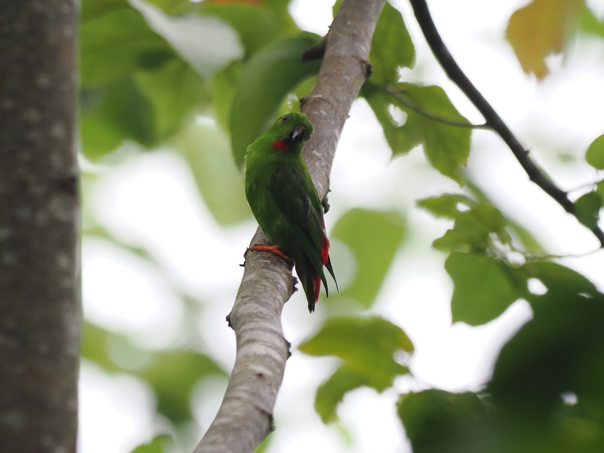 Sangihe Hanging-Parrot - ML642944271