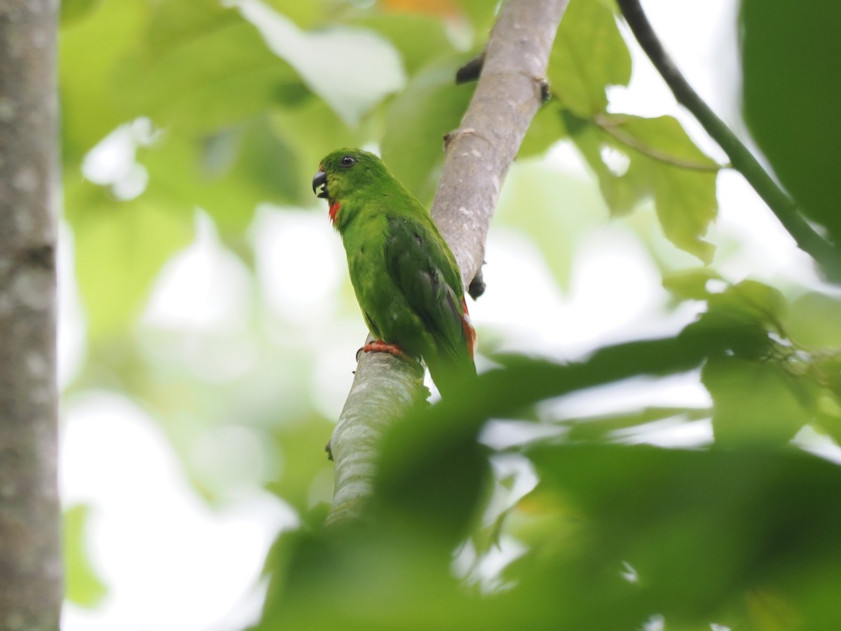Sangihe Hanging-Parrot - ML642944272