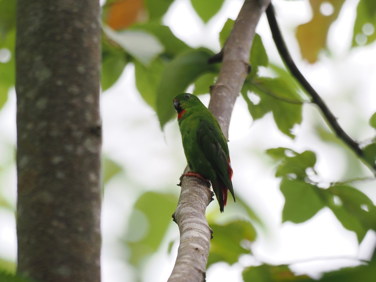 Sangihe Hanging-Parrot - ML642944273