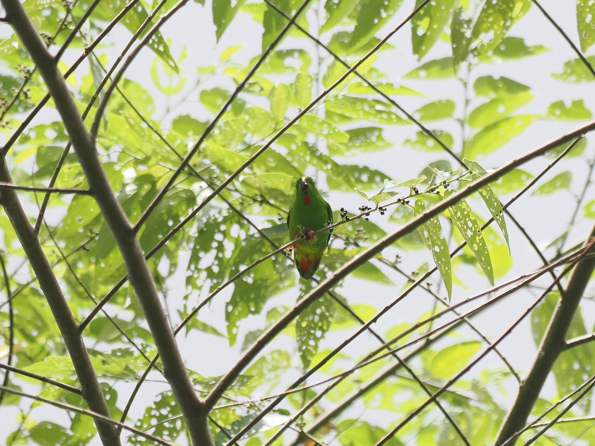 Sangihe Hanging-Parrot - ML642944275