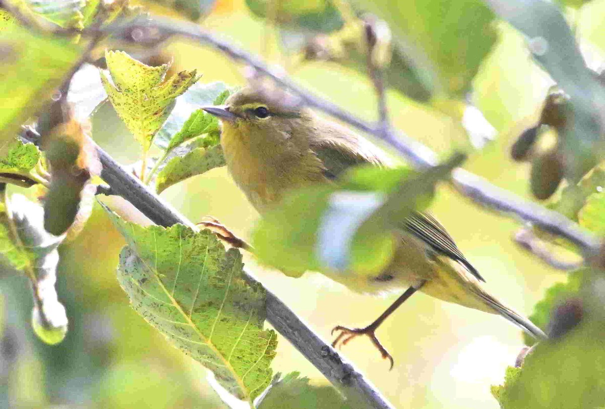 oransjekroneparula - ML642944281