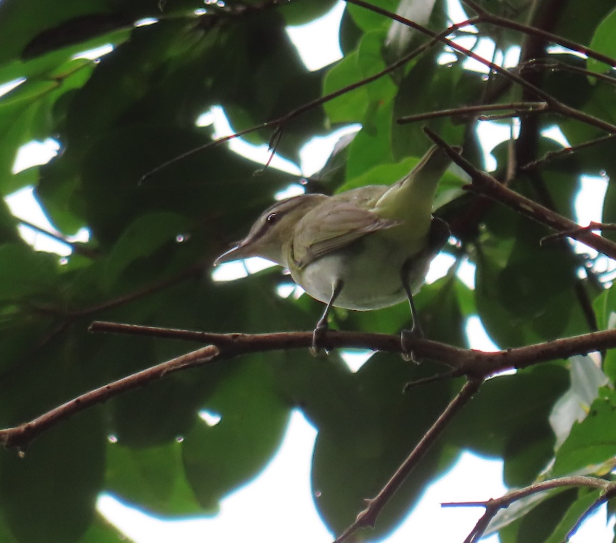 rødøyevireo - ML642944286