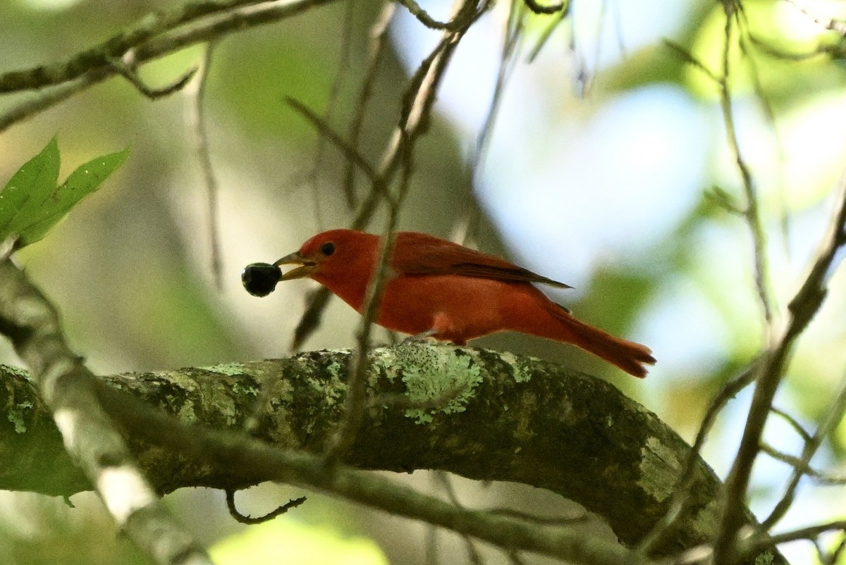 sommerpiranga - ML642944292