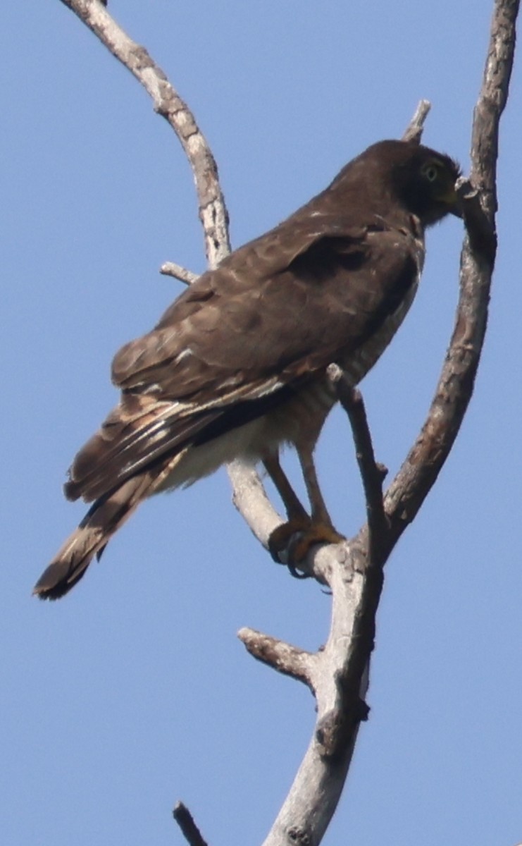 veivåk - ML642944305