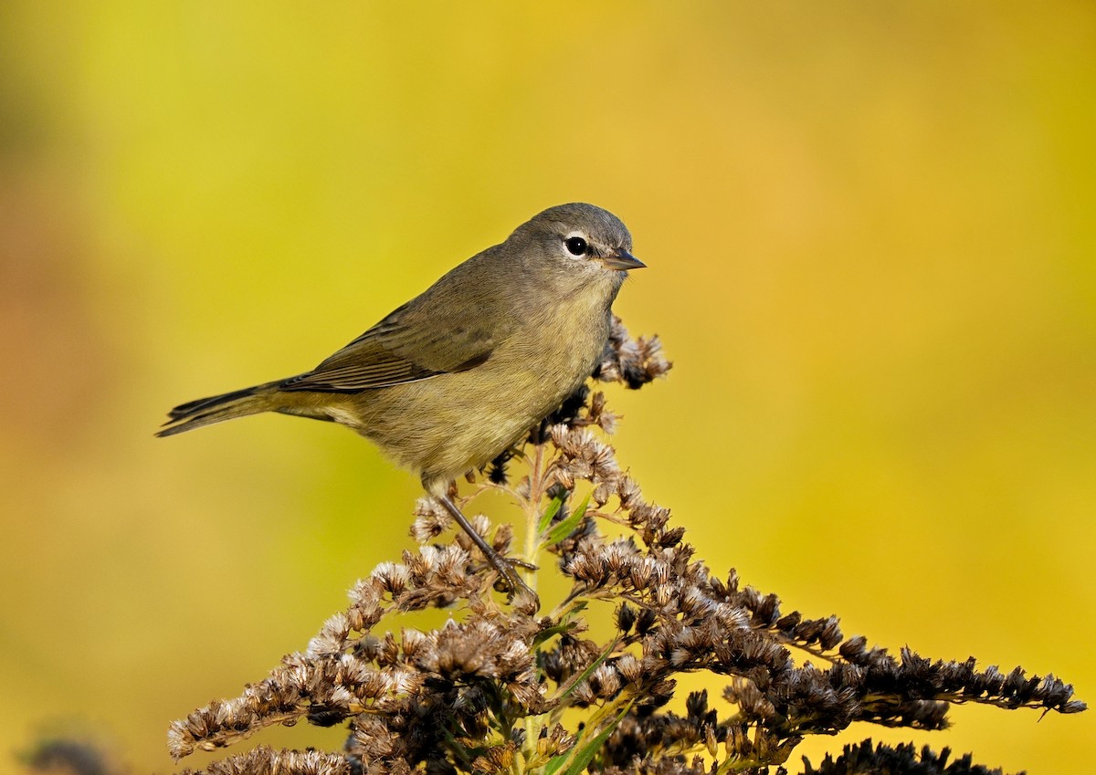 oransjekroneparula - ML642944306