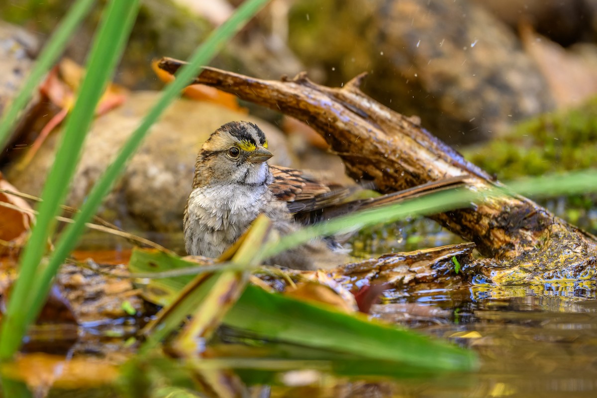 White-throated Sparrow - ML642944352