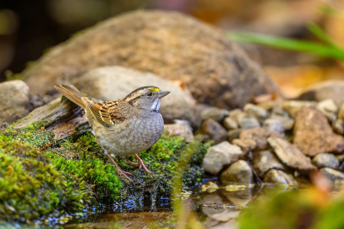 White-throated Sparrow - ML642944353