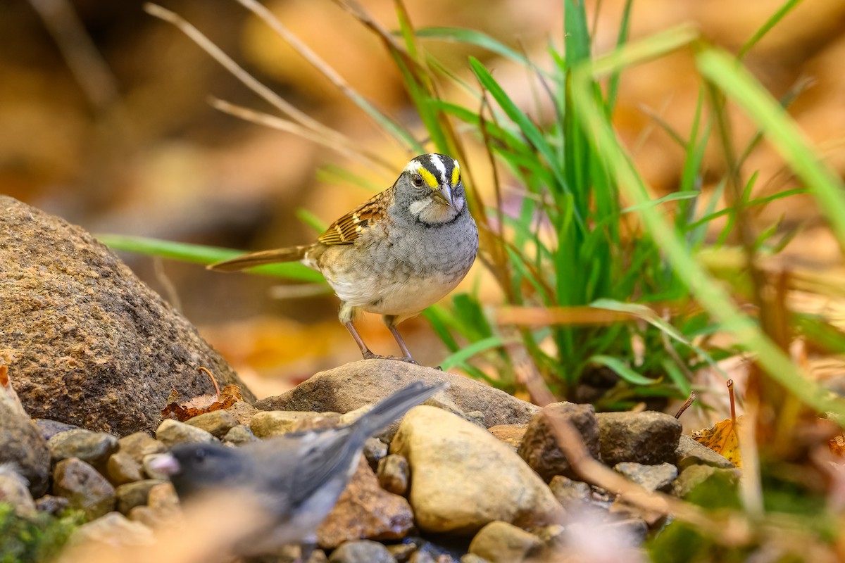 White-throated Sparrow - ML642944355