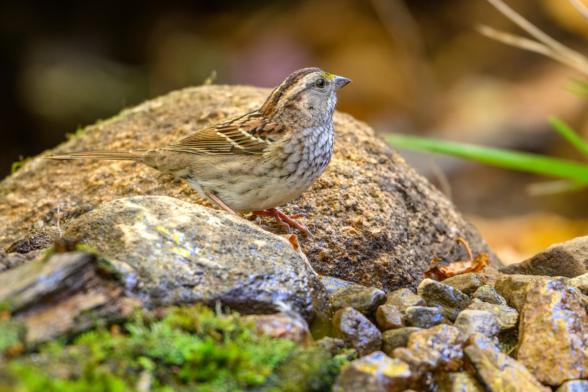 White-throated Sparrow - ML642944356