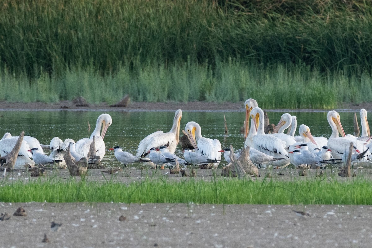 American White Pelican - ML642944362