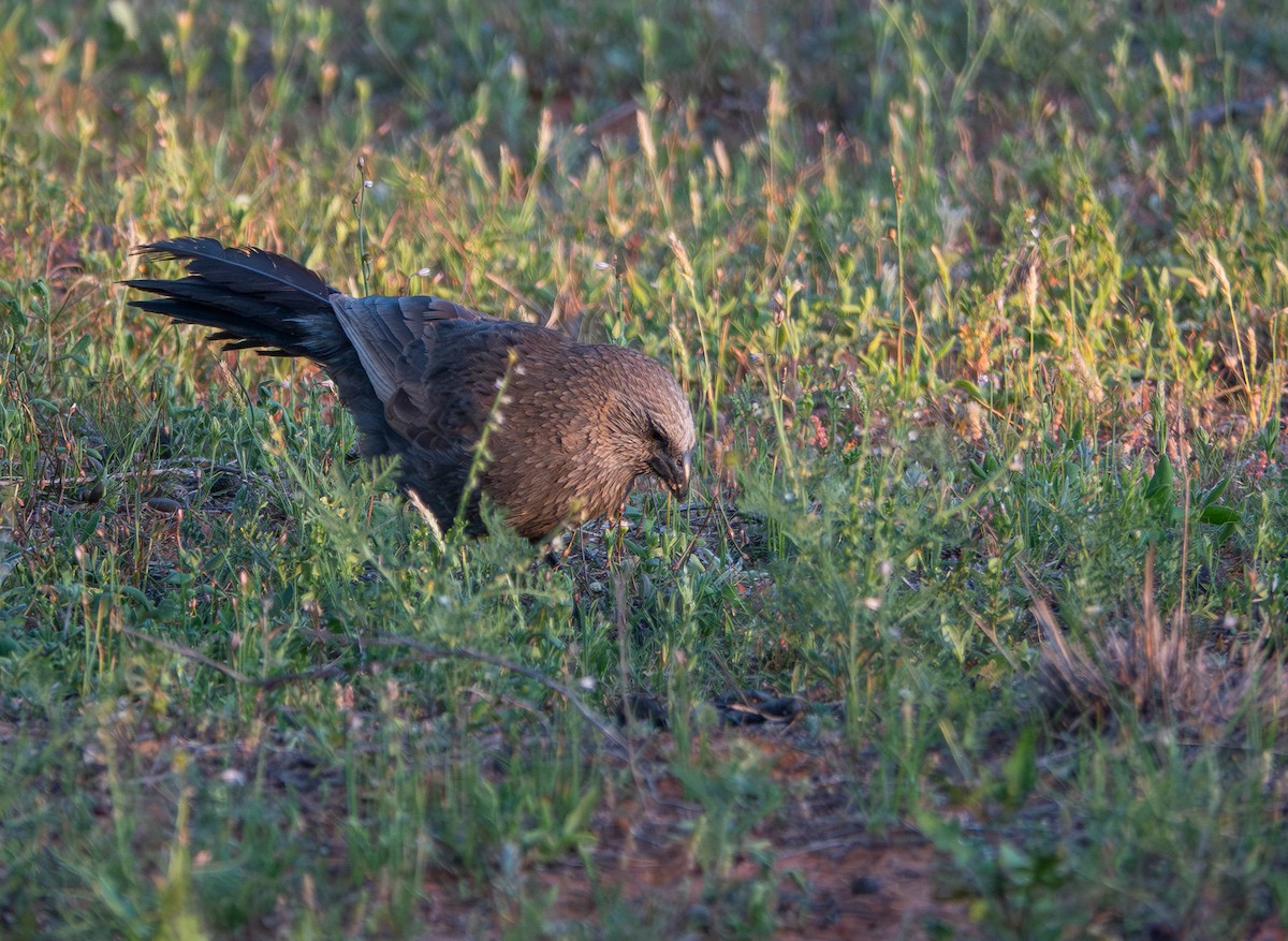 Apostlebird - ML642944366