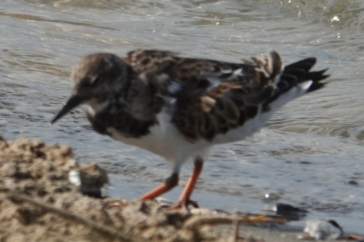 キョウジョシギ - ML642944393