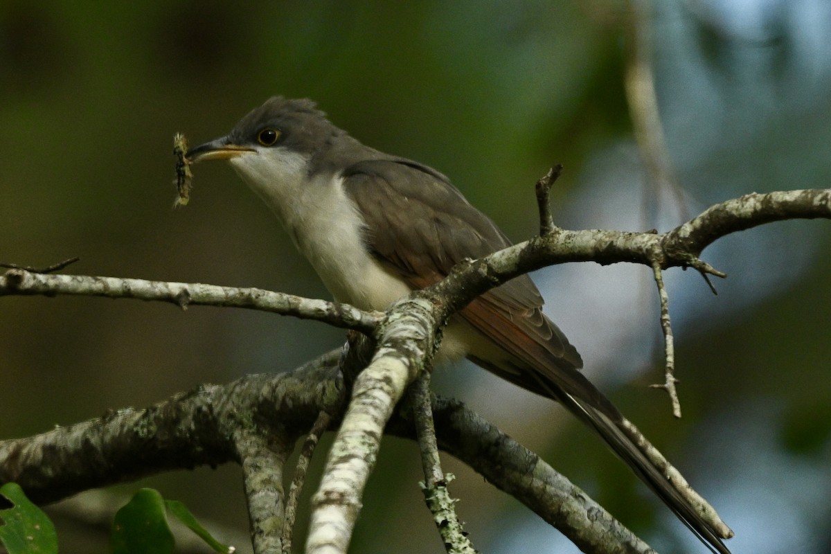 Kukutxo mokohoria - ML642944406