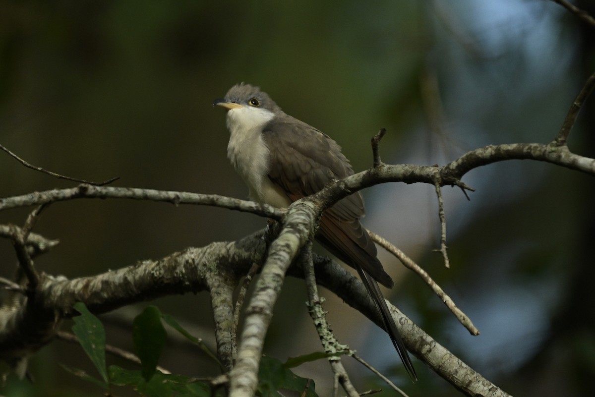 Kukutxo mokohoria - ML642944407