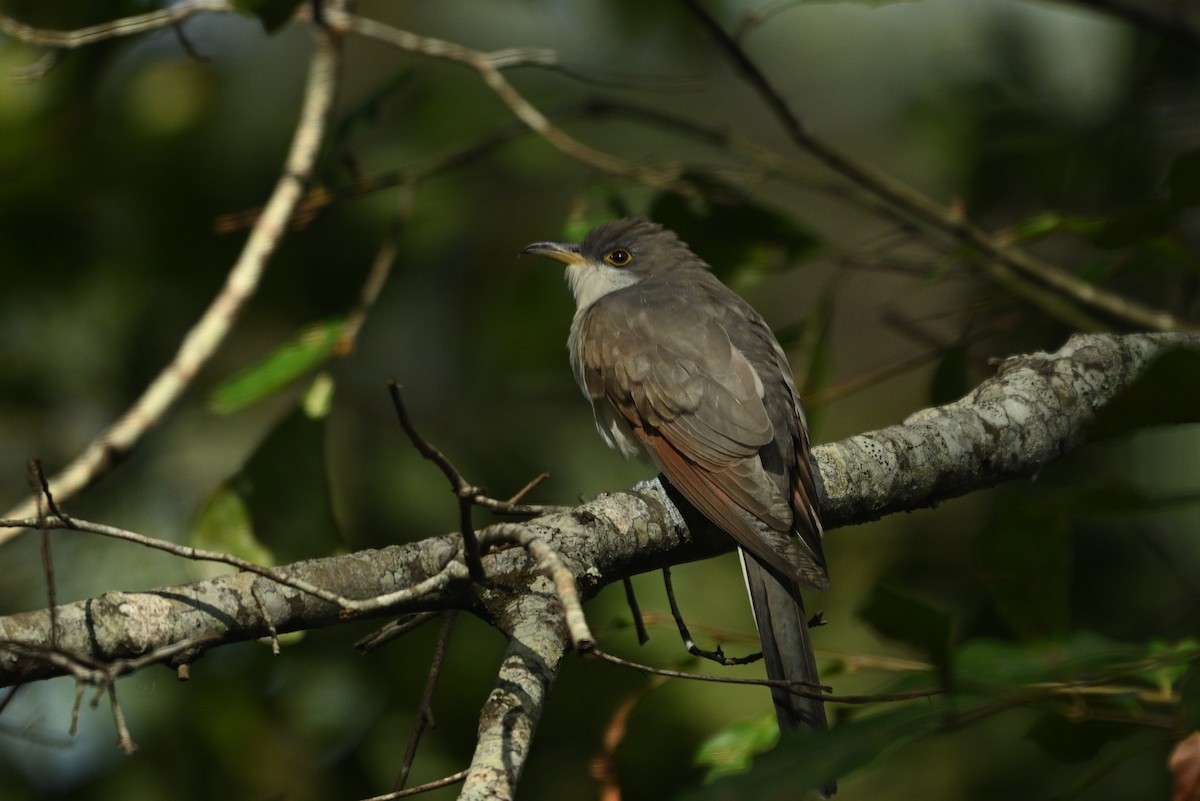 Kukutxo mokohoria - ML642944408