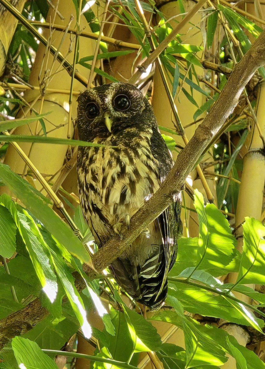 Mottled Owl - ML642944410