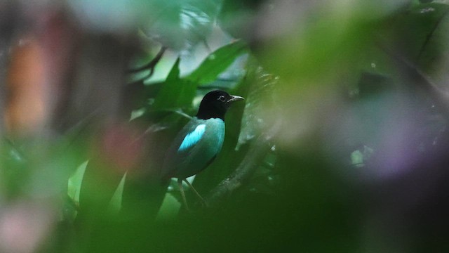 Western Hooded Pitta (Philippine) - ML642944422