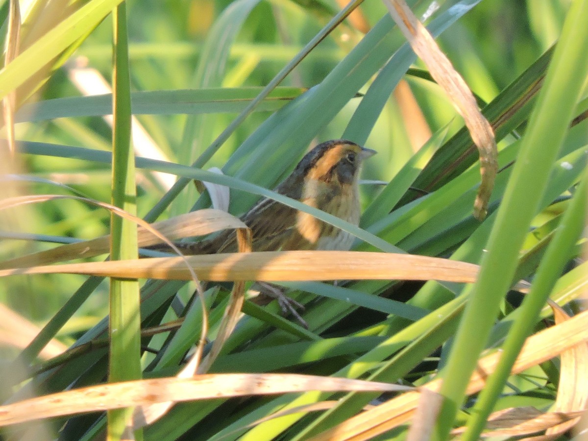 Nelson's Sparrow - ML642944426