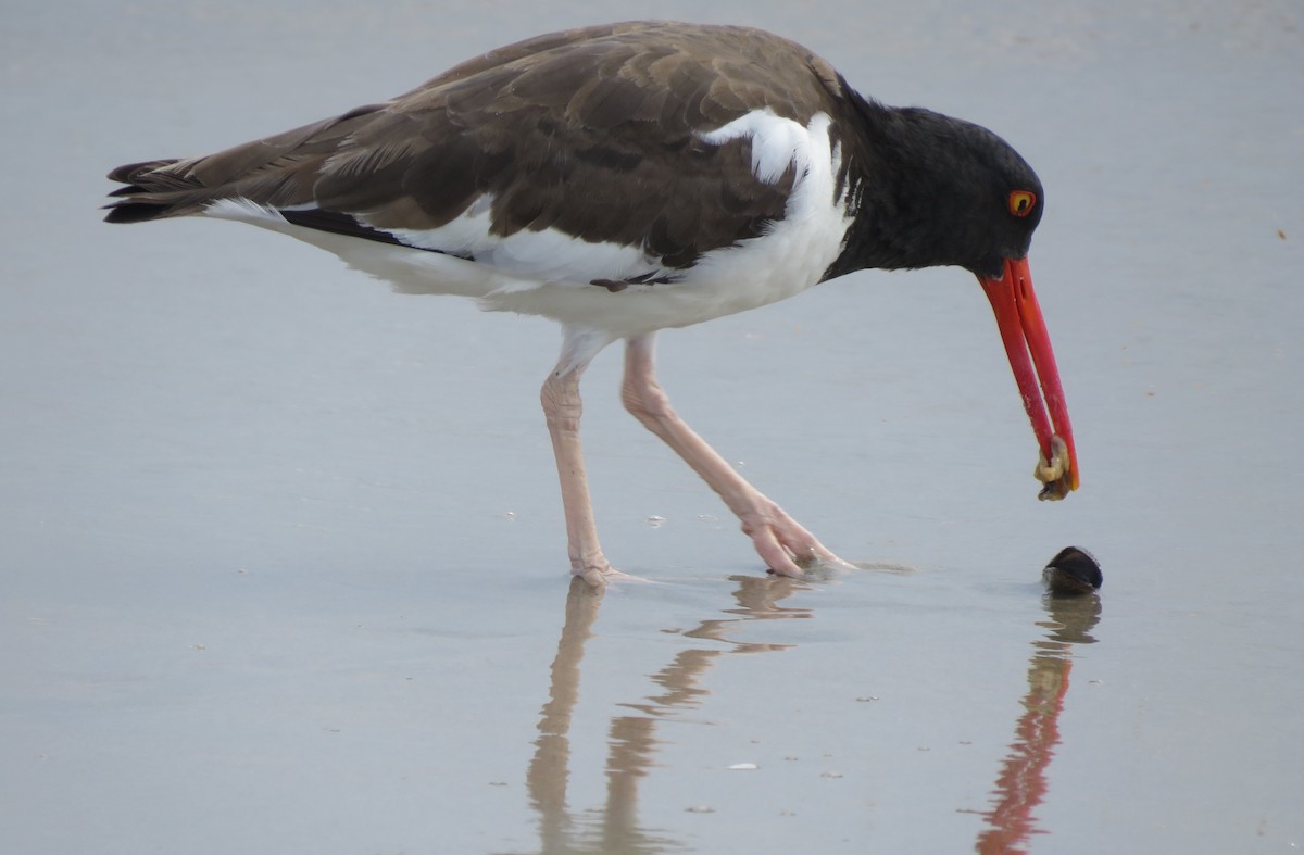 American Oystercatcher - ML642944459