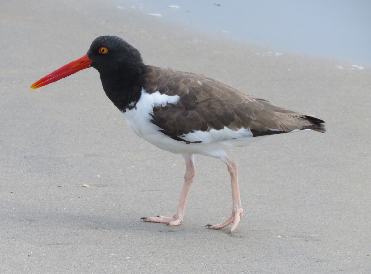 American Oystercatcher - ML642944460