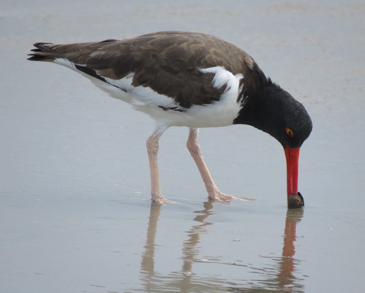 American Oystercatcher - ML642944461