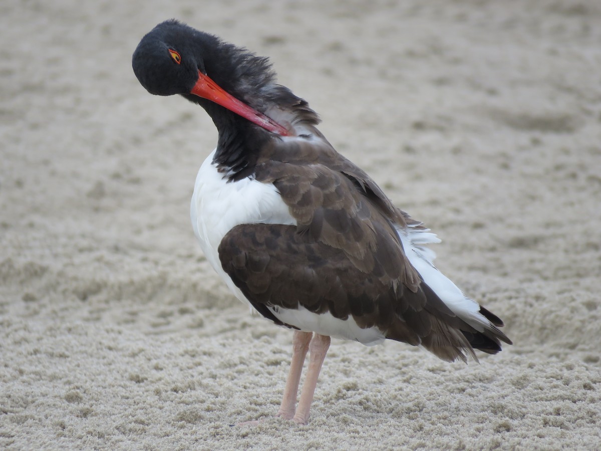 American Oystercatcher - ML642944462
