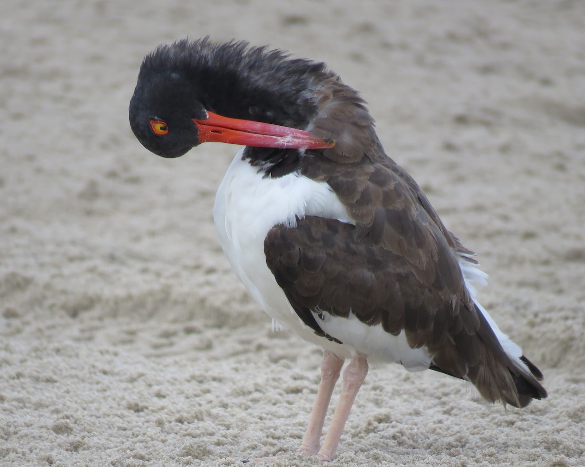 American Oystercatcher - ML642944464