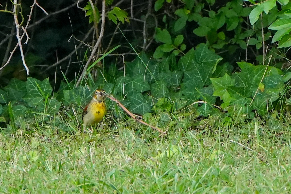 Dickcissel - ML642944498