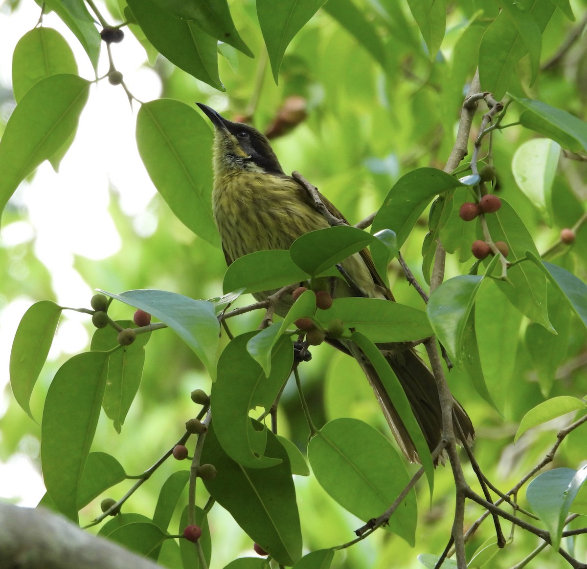 Varied Honeyeater - ML642944500