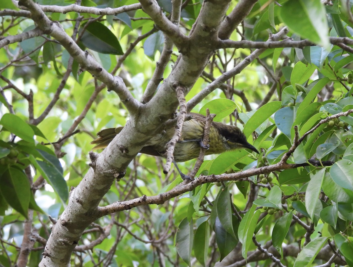 Varied Honeyeater - ML642944501