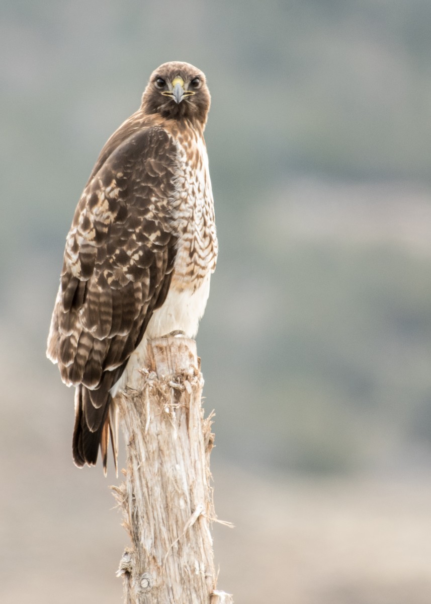 Red-tailed Hawk - ML642944514