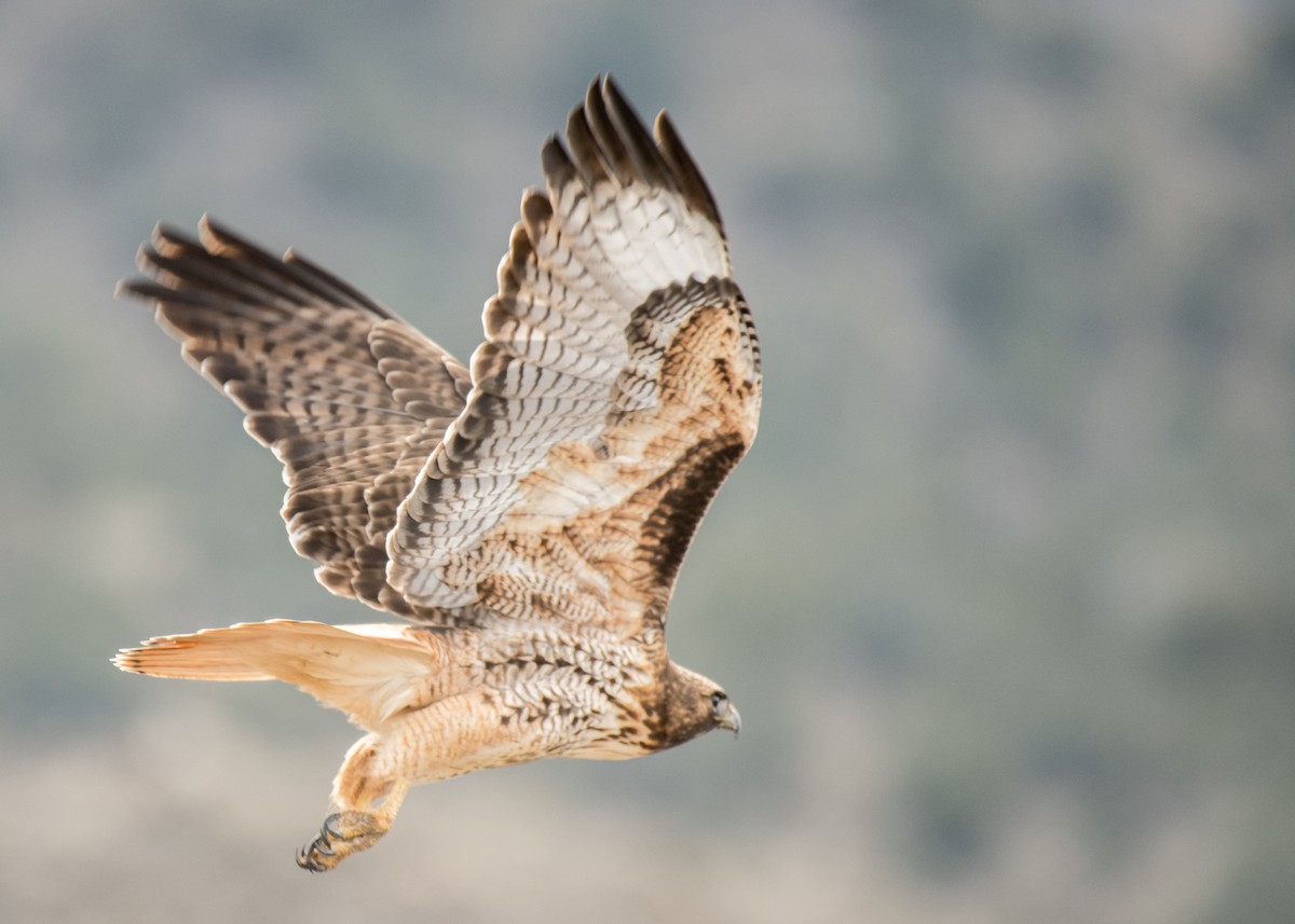 Red-tailed Hawk - ML642944515