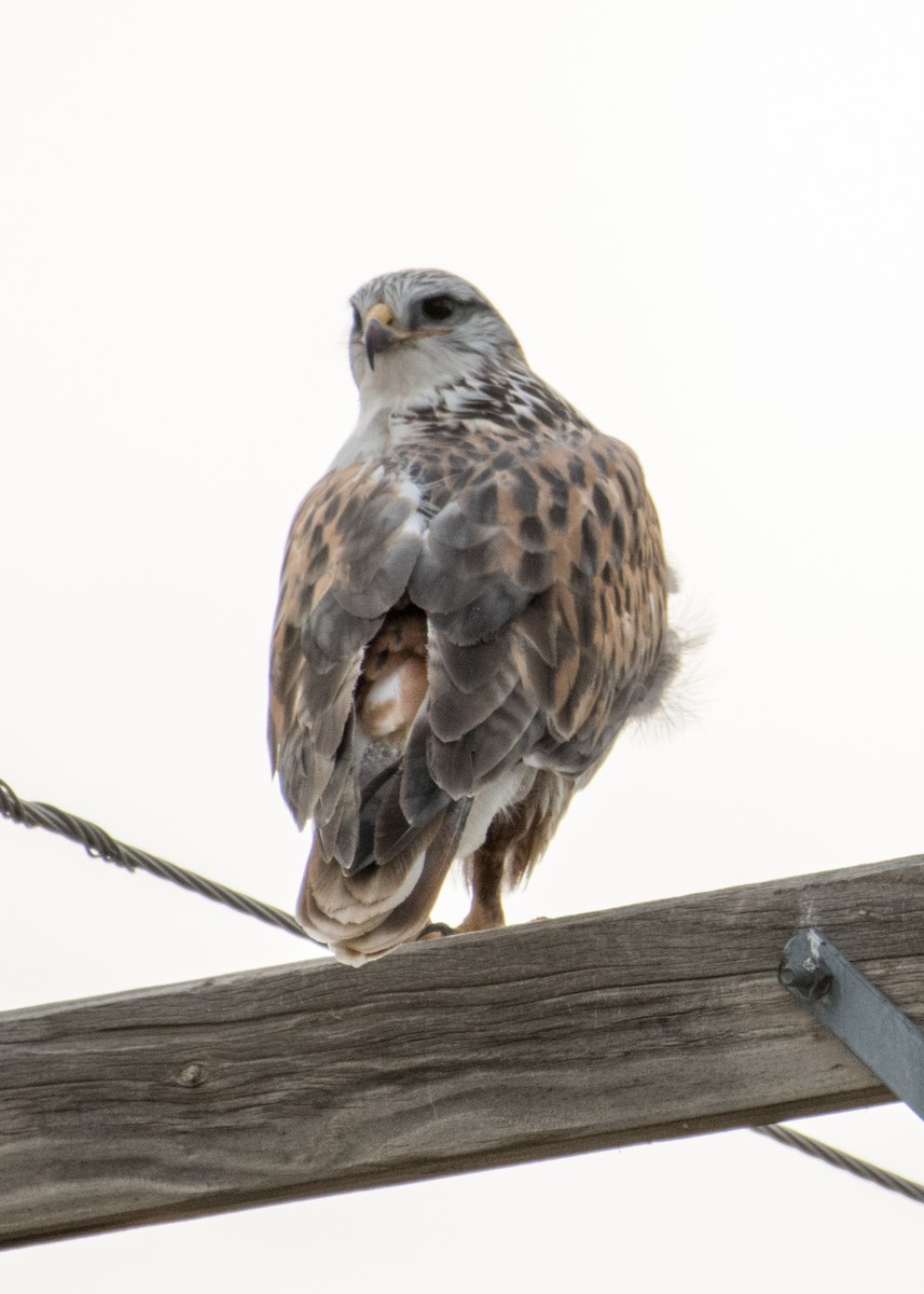 Ferruginous Hawk - ML642944522