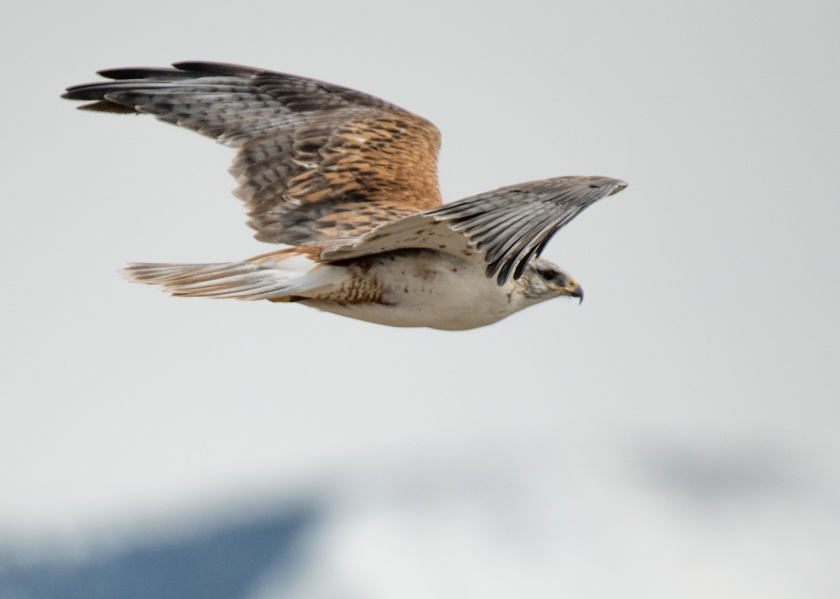 Ferruginous Hawk - ML642944524