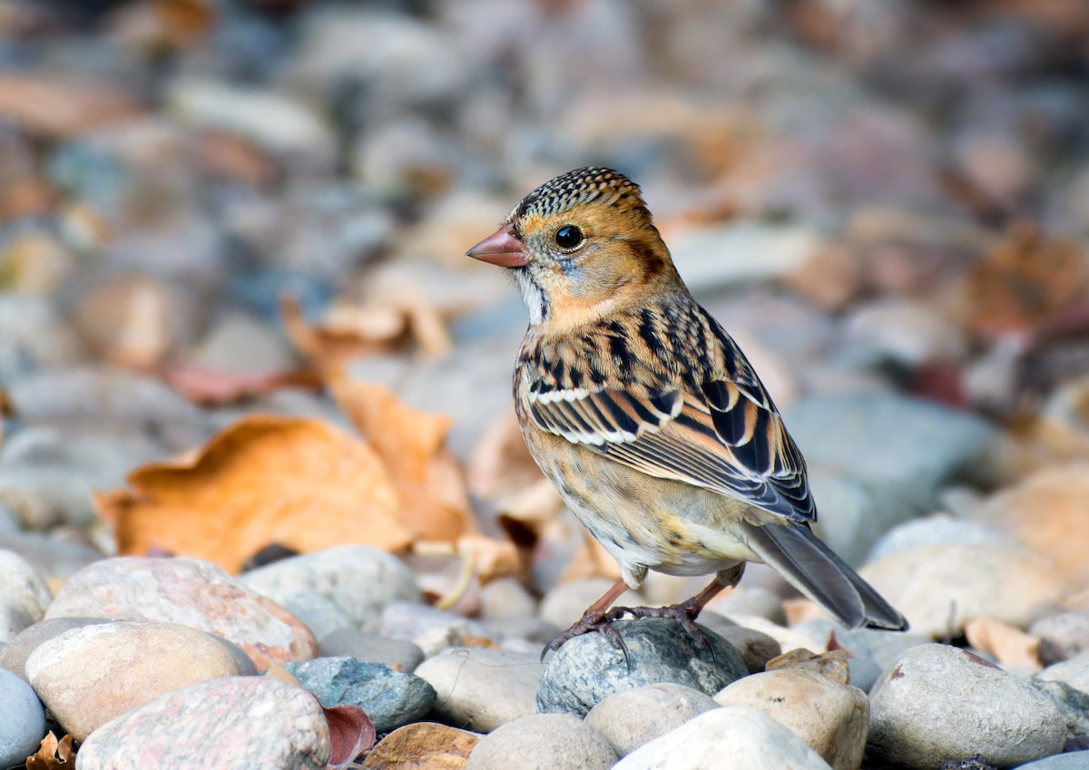 Harris's Sparrow - ML642944525