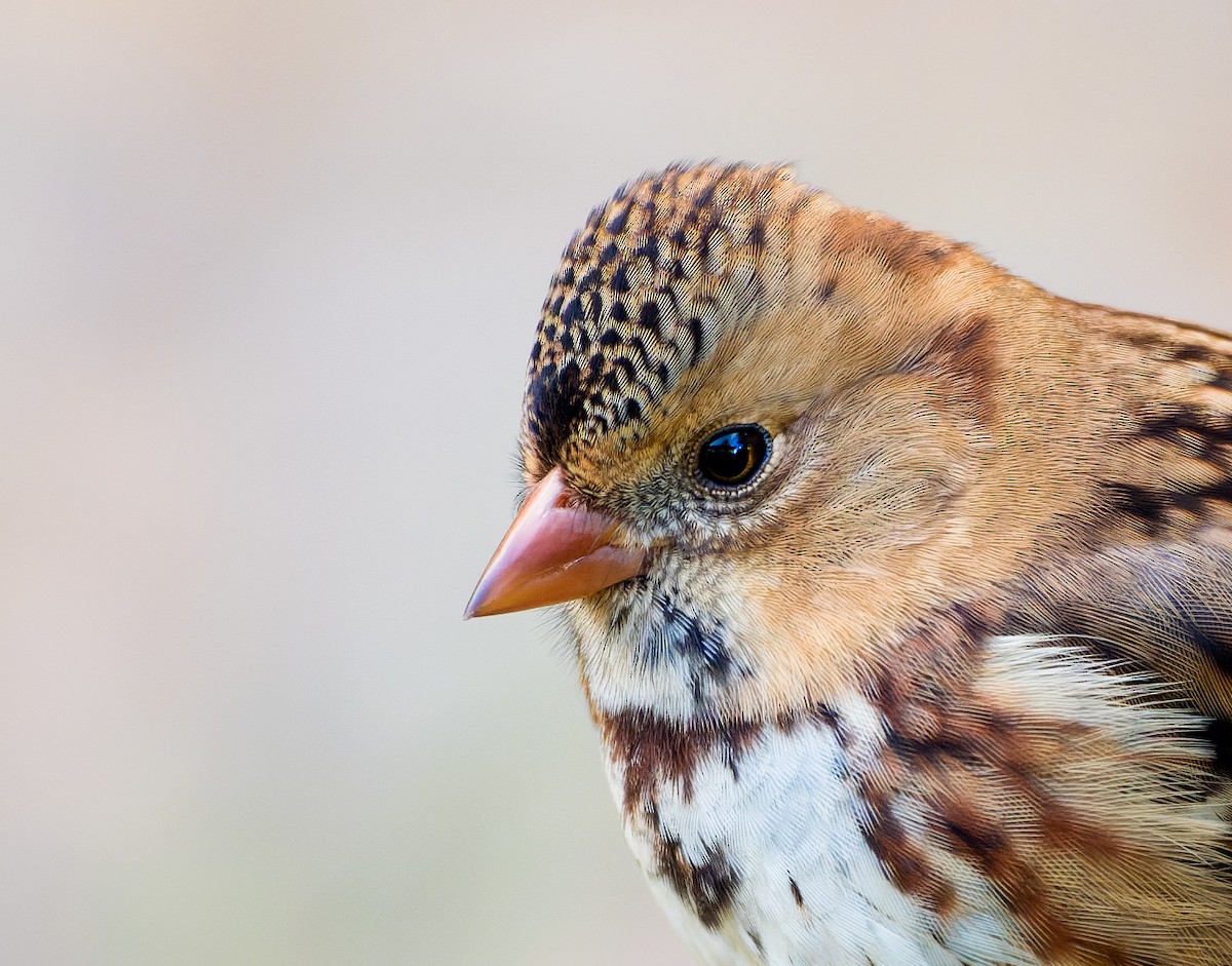 Harris's Sparrow - ML642944526