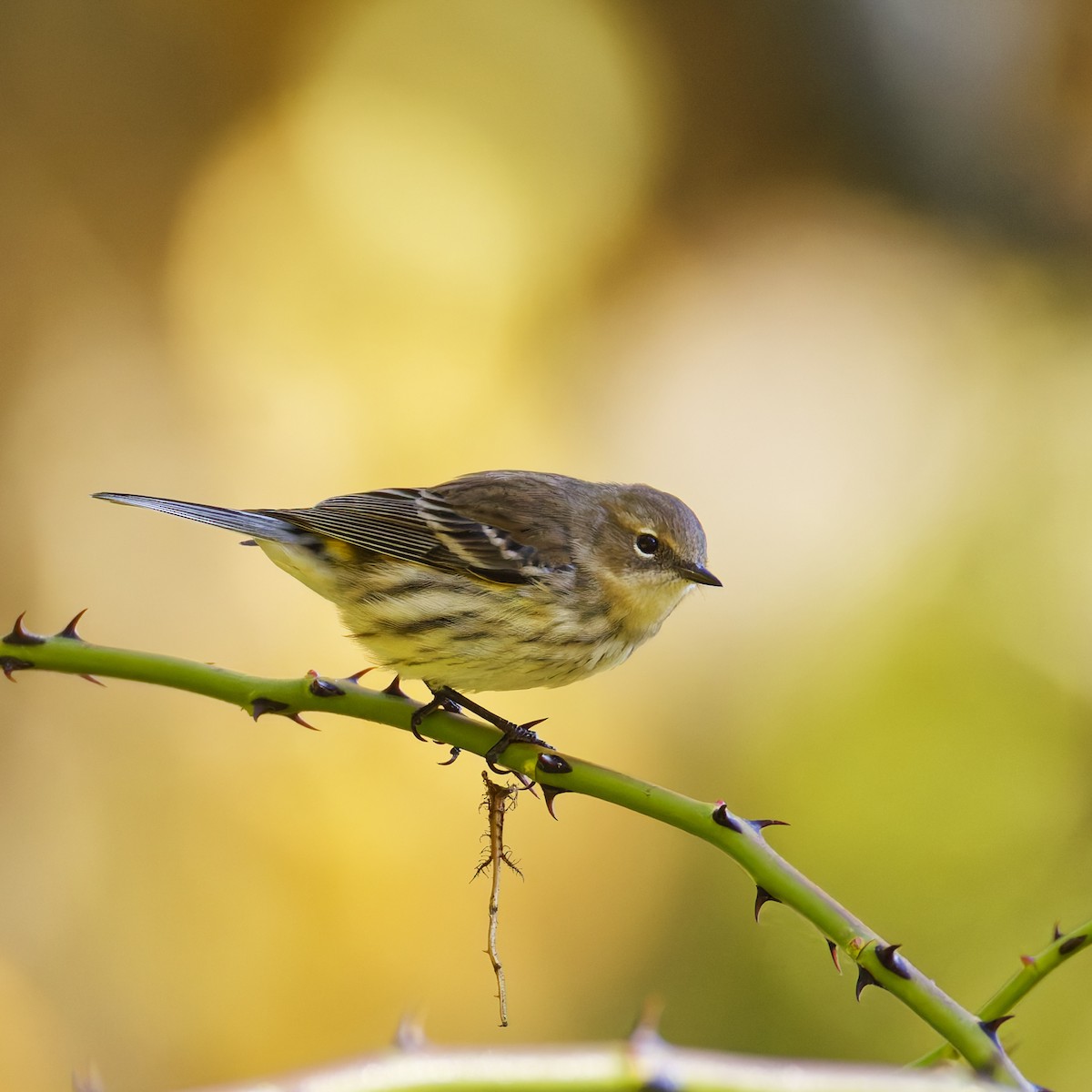 Yellow-rumped Warbler - ML642944537